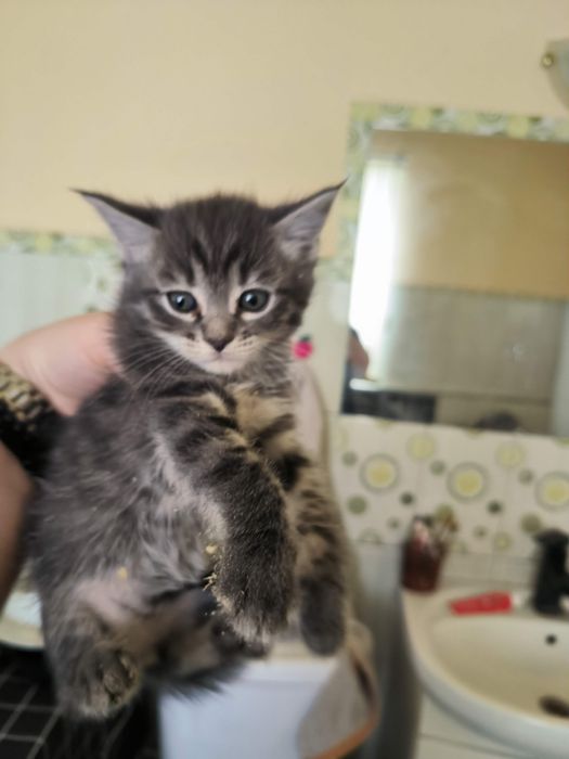 Продам шотландских котят