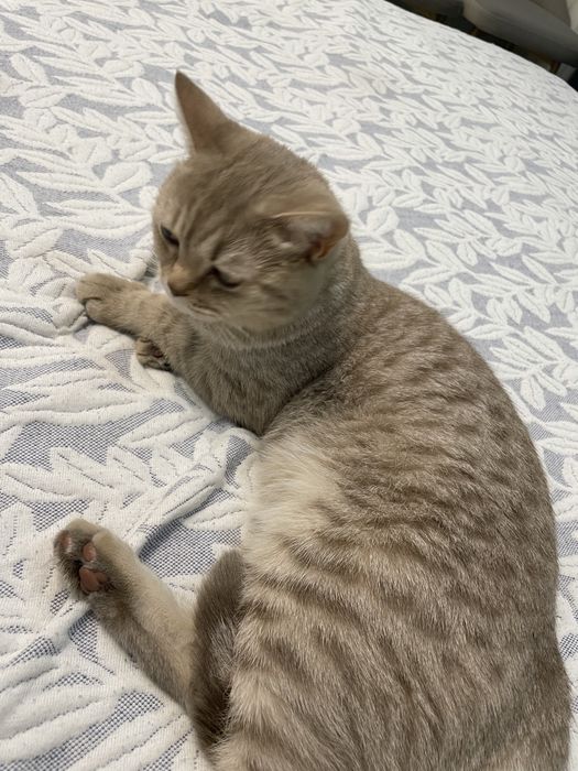 Отдам британскую кошку