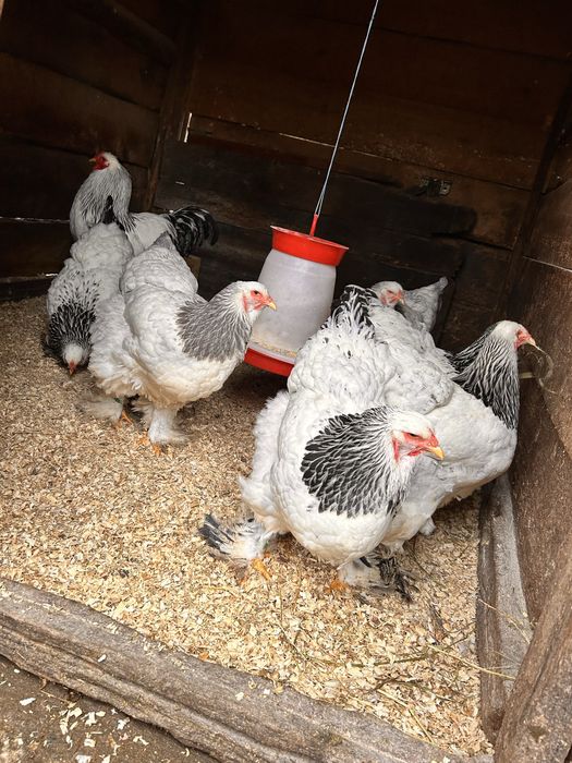 Familie brahma 2+1 sau 3+1