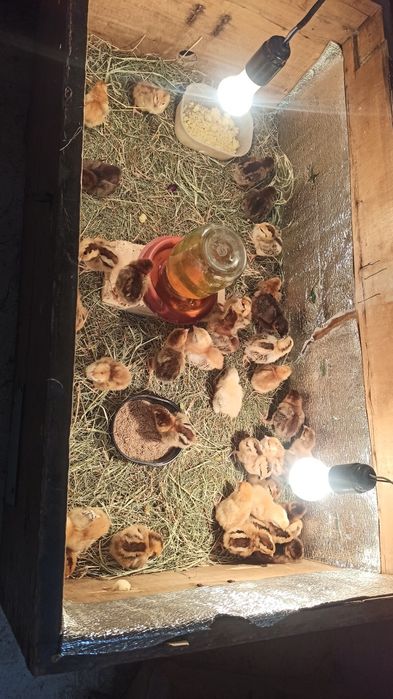 Куры цыплята яйца  Хан Хяп для инкубации