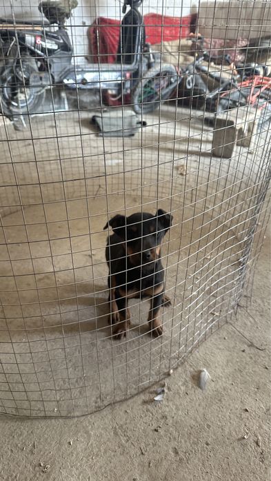 Ягдтерьер кушік сатылады