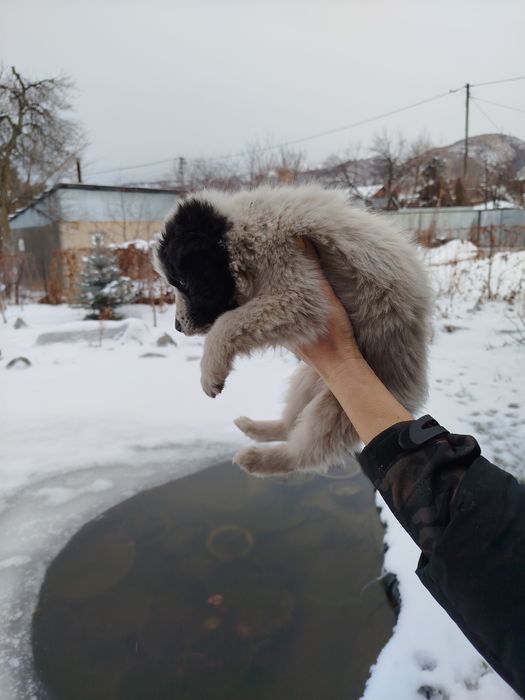 Щенки метисы бесплатно!