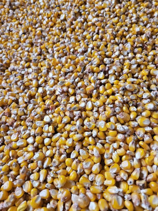 Porumb boabe semi-sticlos