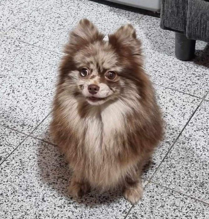 Ocazie !!! Asigur transport !!! Vand  femela gestanta  Pomeranian Merle Ciocolatiu