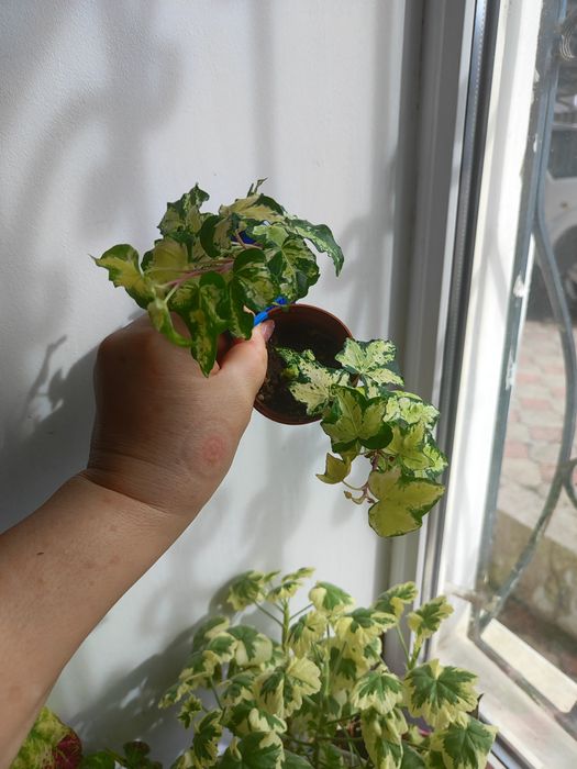 Цветы  Комнатные