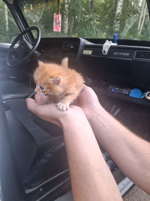 Отдам котёнка в добрые руки