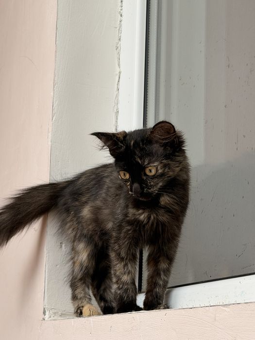 Отдам котенка в хорошие руки