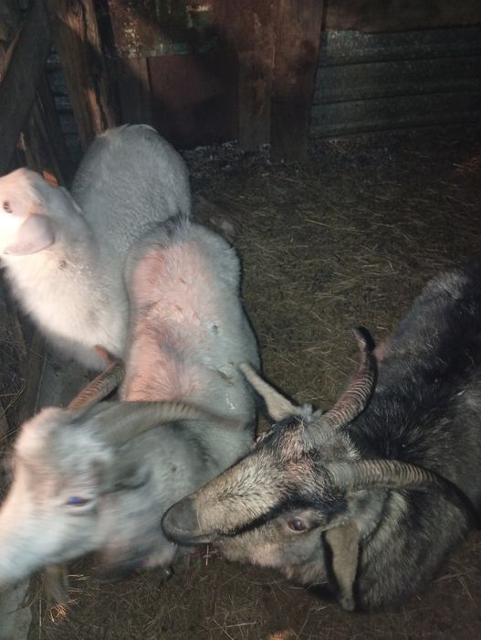 Продам домашних коз.