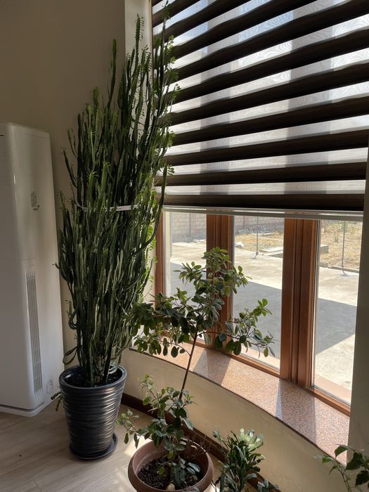 Комнатные цветы