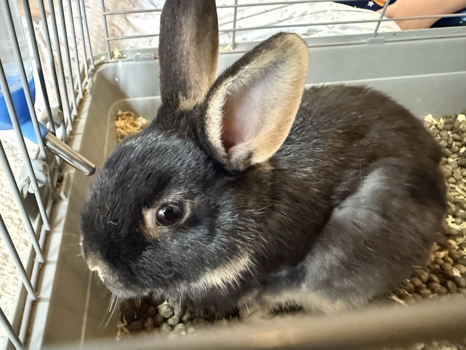 Карликовый кролик сотилади. 1 жуфт донаси 200 мингдан