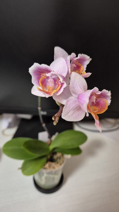 Продам орхидею Фаленопсис