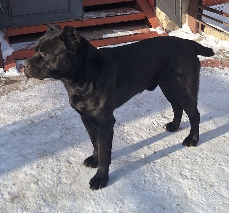 Кане корсо Вязка