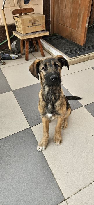 Дворянчики подростки  ищут хозяина!