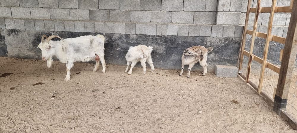 Сауынды ешкі 2 лағымен