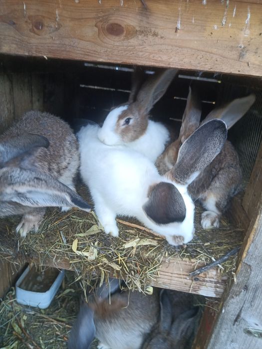 Vând /schimb iepuri 40 lei