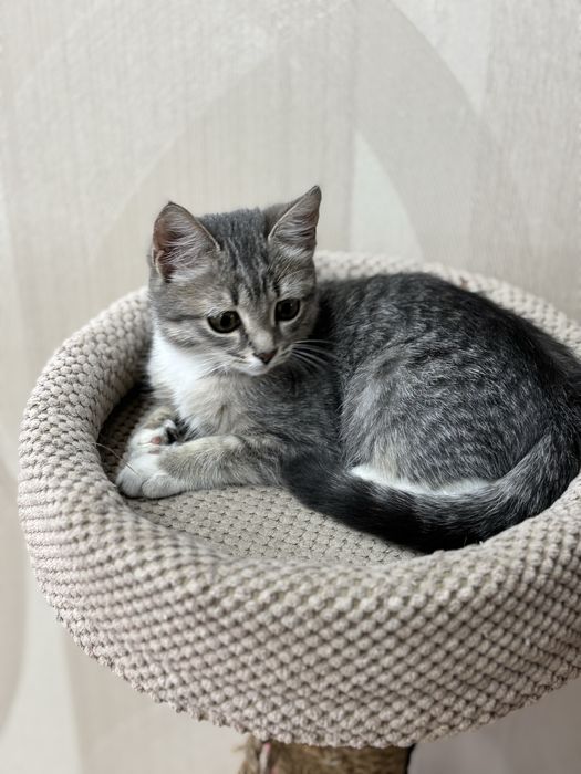 Котенок девочка