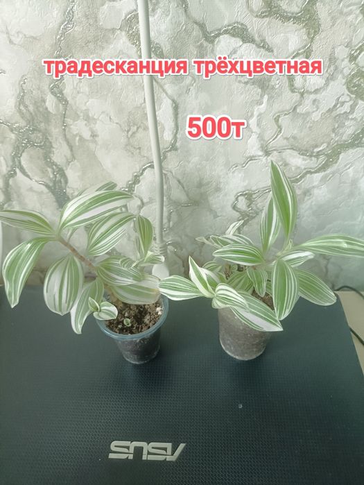 Традесканция комнатные растения кжби