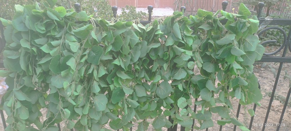 Оформления афармления декоратсия гуллари сотилади ишлатилган холатта