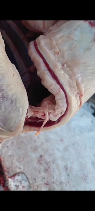 Продам байтал кунан с откорма