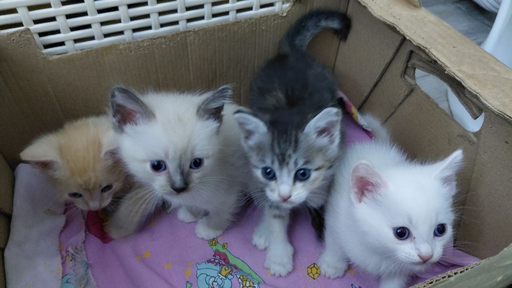 Котята в добрые руки