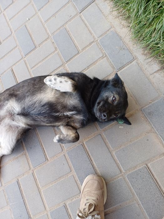 Умный охранник звонок мини собака