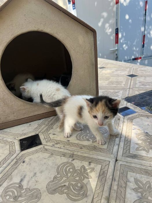 отдам котенков даром
