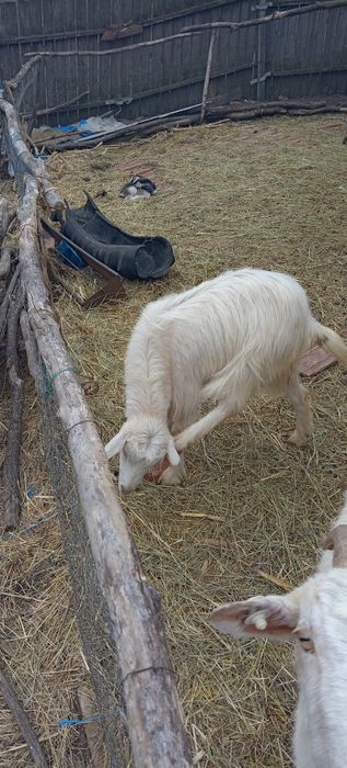 De vanzare iezi de paste pentru sacrificat