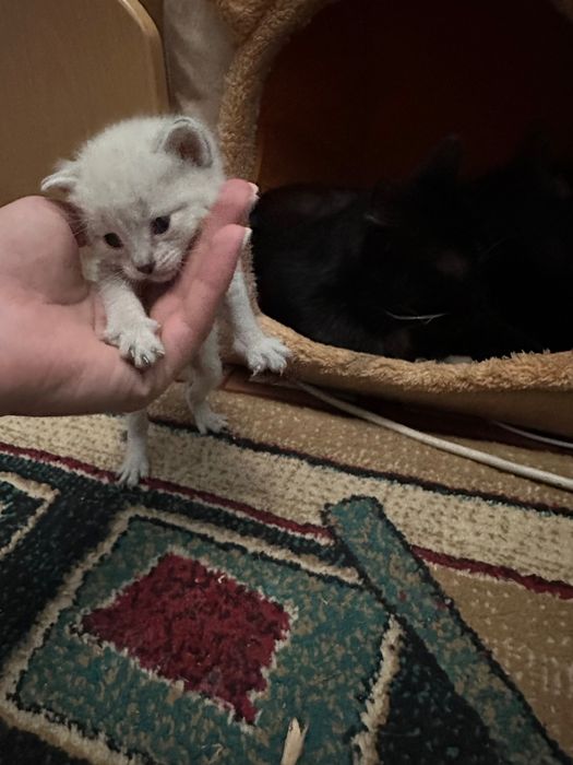 Отдадим котят в хорошие руки
