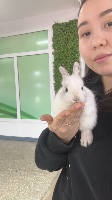 Кролики карликовые