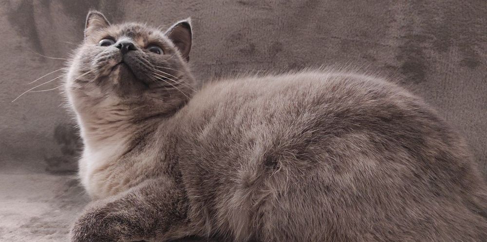 Кошечка в хорошие руки