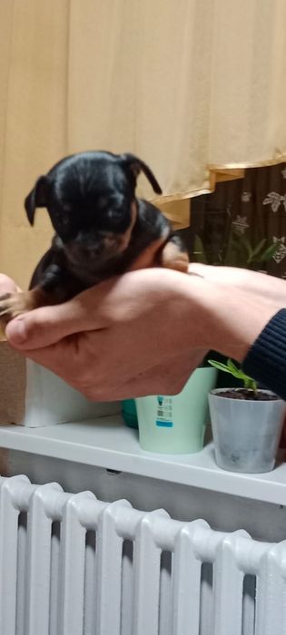 Продам мини тойчика.кабель.