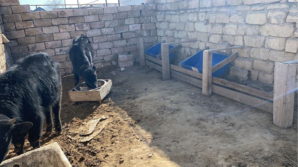 2 үлкен баспақ  2 кішкентай баспақ сатылады