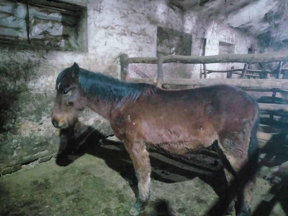 Жылқы  тай  сатылады