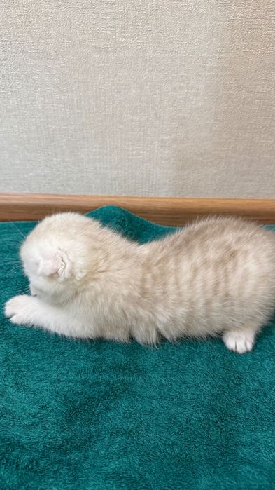 Продаются котята,шотландские скоттиш фолд и страйк
