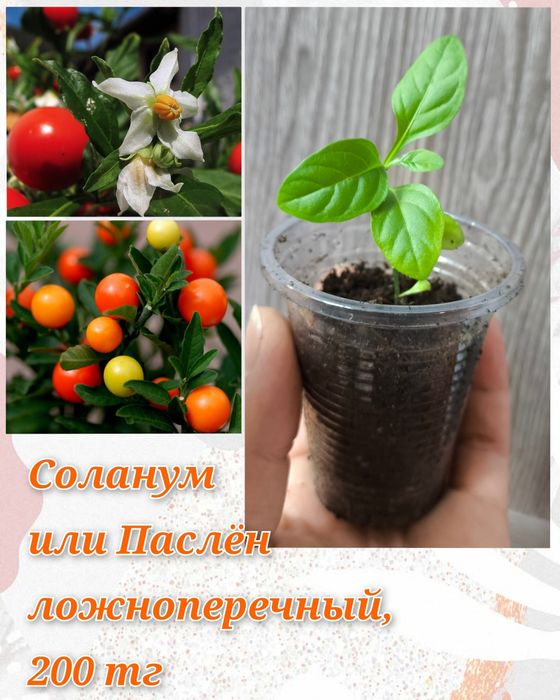 Глоксинии, гименокаллис, соланум и др.