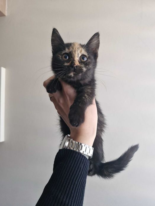 Подарявам коте на около 2 месеца