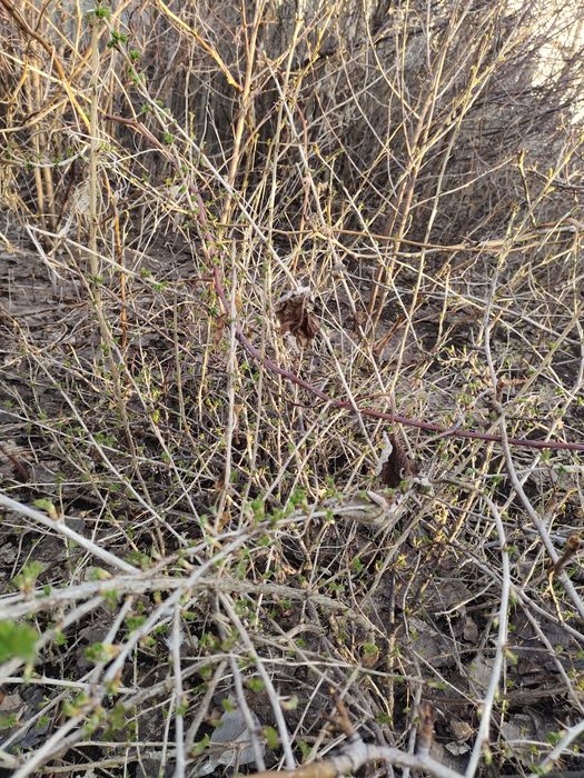 Продам крыжовник