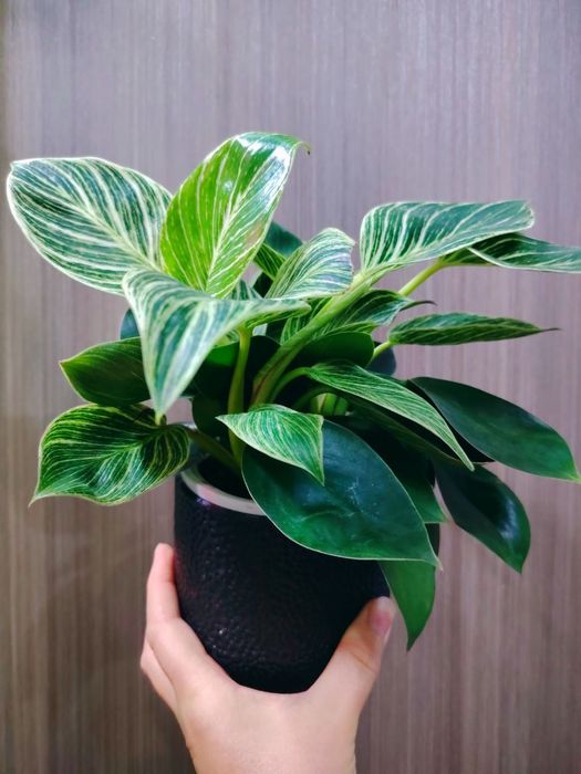 Philodendron Биркин