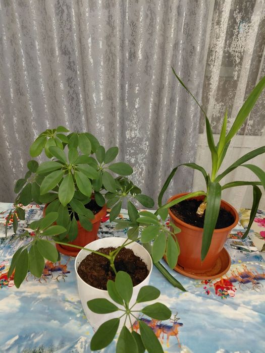 Продам шифлеру и юкку