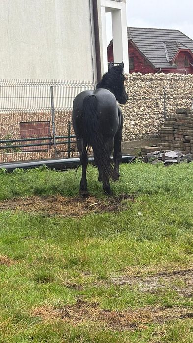 Armasar negru in  varsta de 2 ani