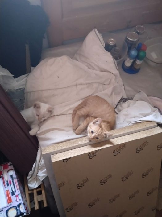 Отдам в добрые руки