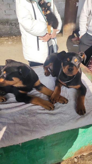 Ротвейлеры продаются