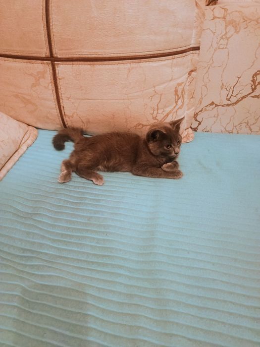 Отдам в добрые руки котенка