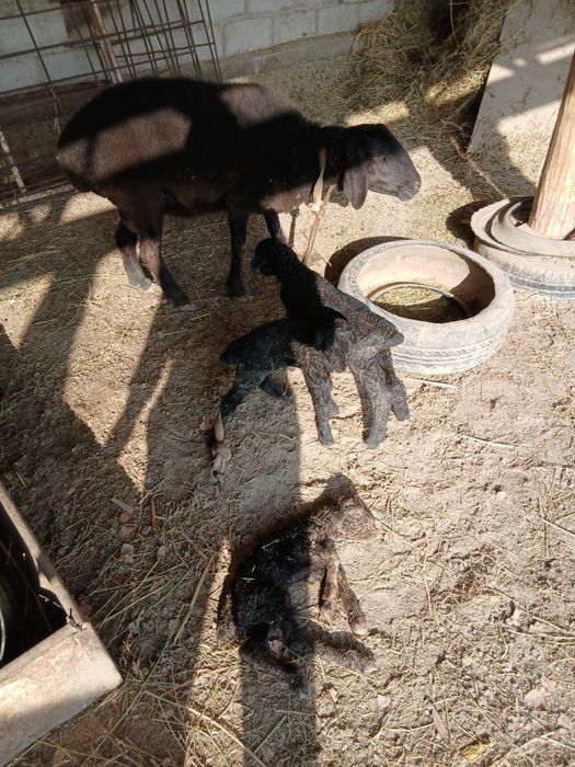 учта тукан куй  иккинчи корин тугиши