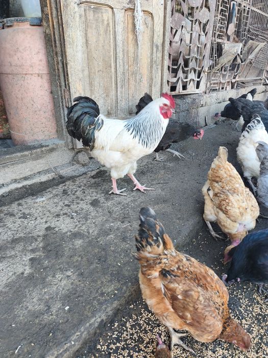 Vând cocoș sucssx sau schimb