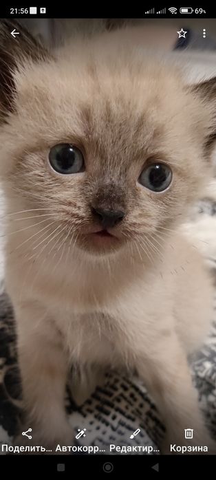 Продам котенка шотландского