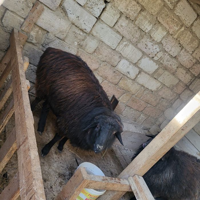 Семіз қой сатылады