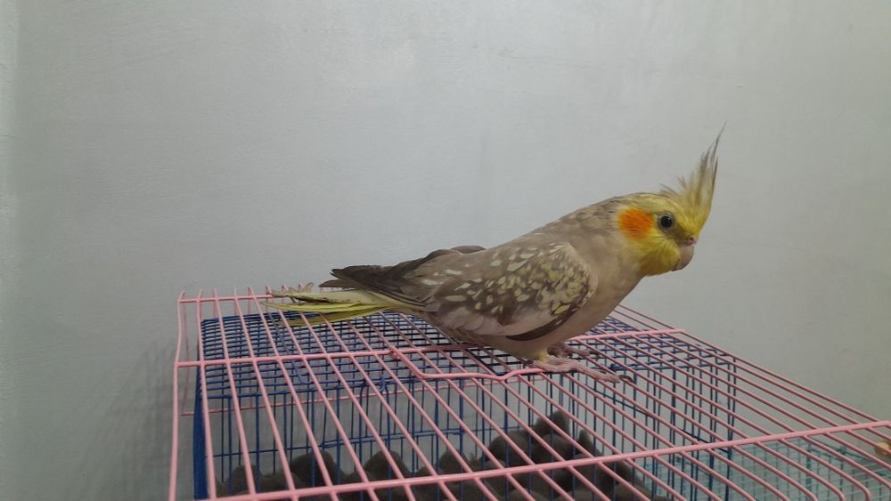 Папугай с клеткой
