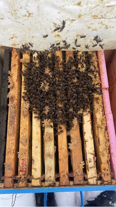 Vand 100 familii albine