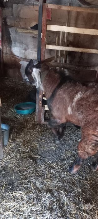 Продам Козла пародистый